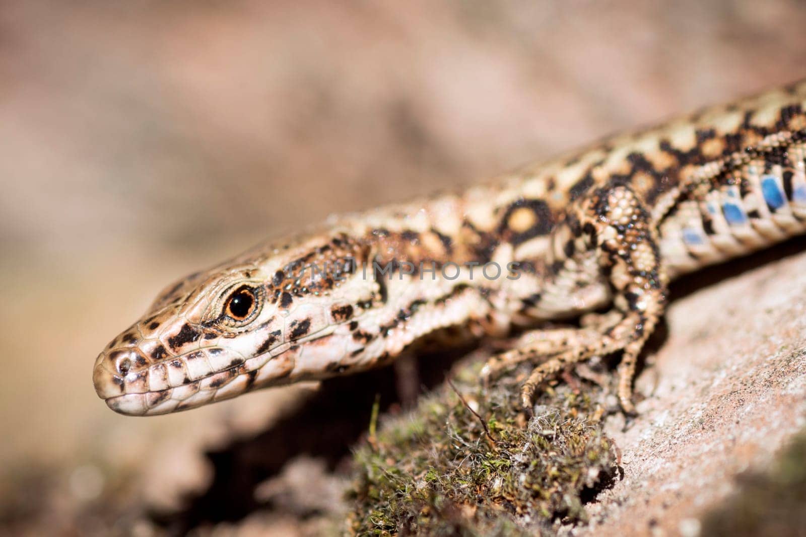 Close-up side view animal portrait of lizard reptile in nature.
