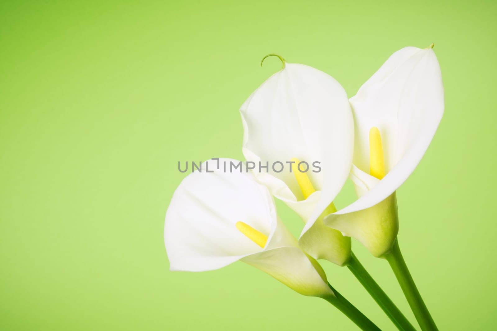 Three white calla lily flowers are on green background.