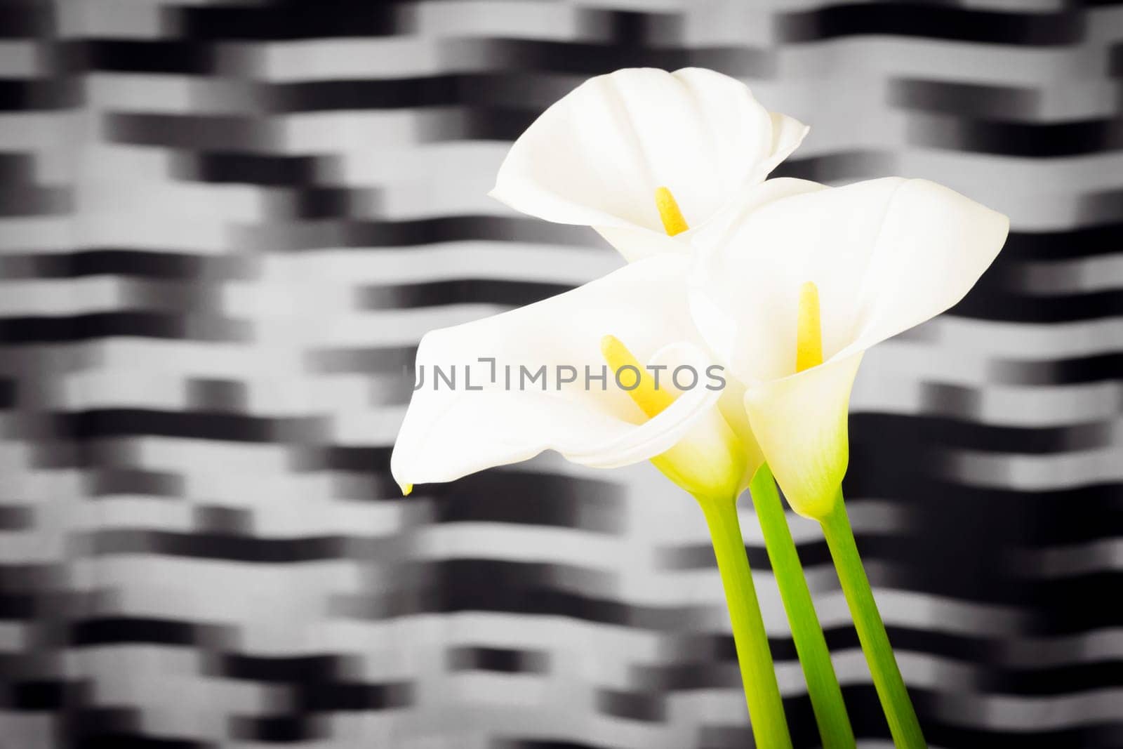 Three white calla lily flowers with yellow middle are on black and white background.