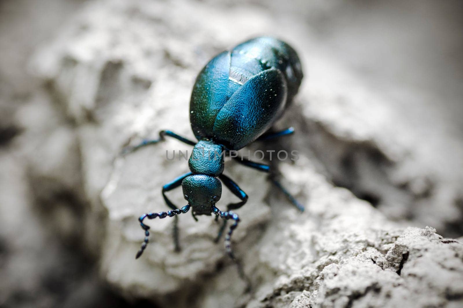 The big blue insect is on earth.