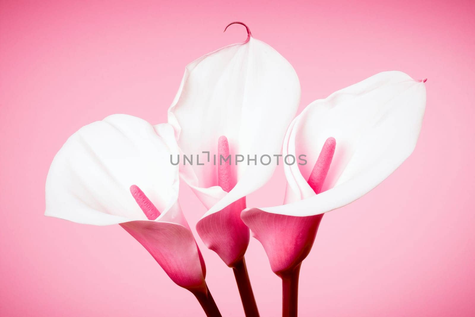 Three white calla lily or arum flowers are on pink background.