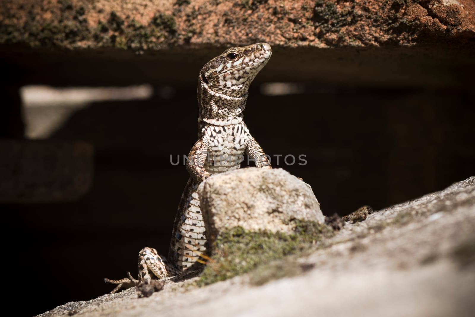 The lizard on duty is looking away and standing on rock.