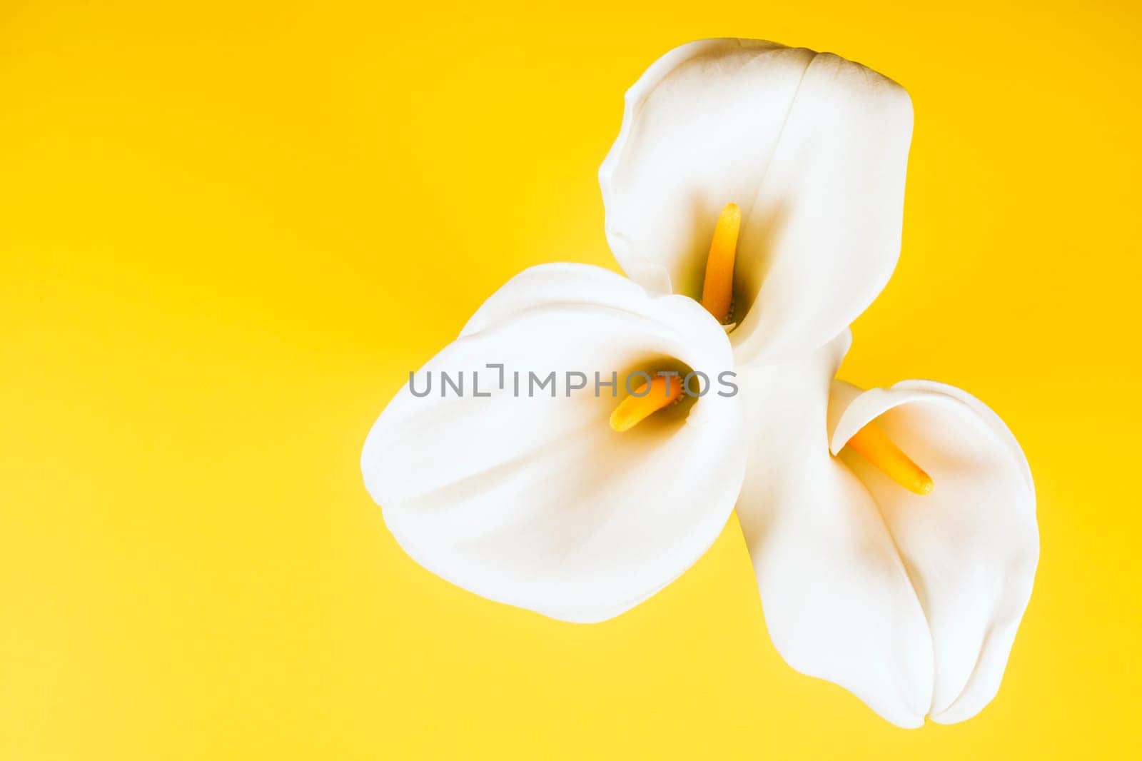 Three white calla lily arum flowers are on yellow background.