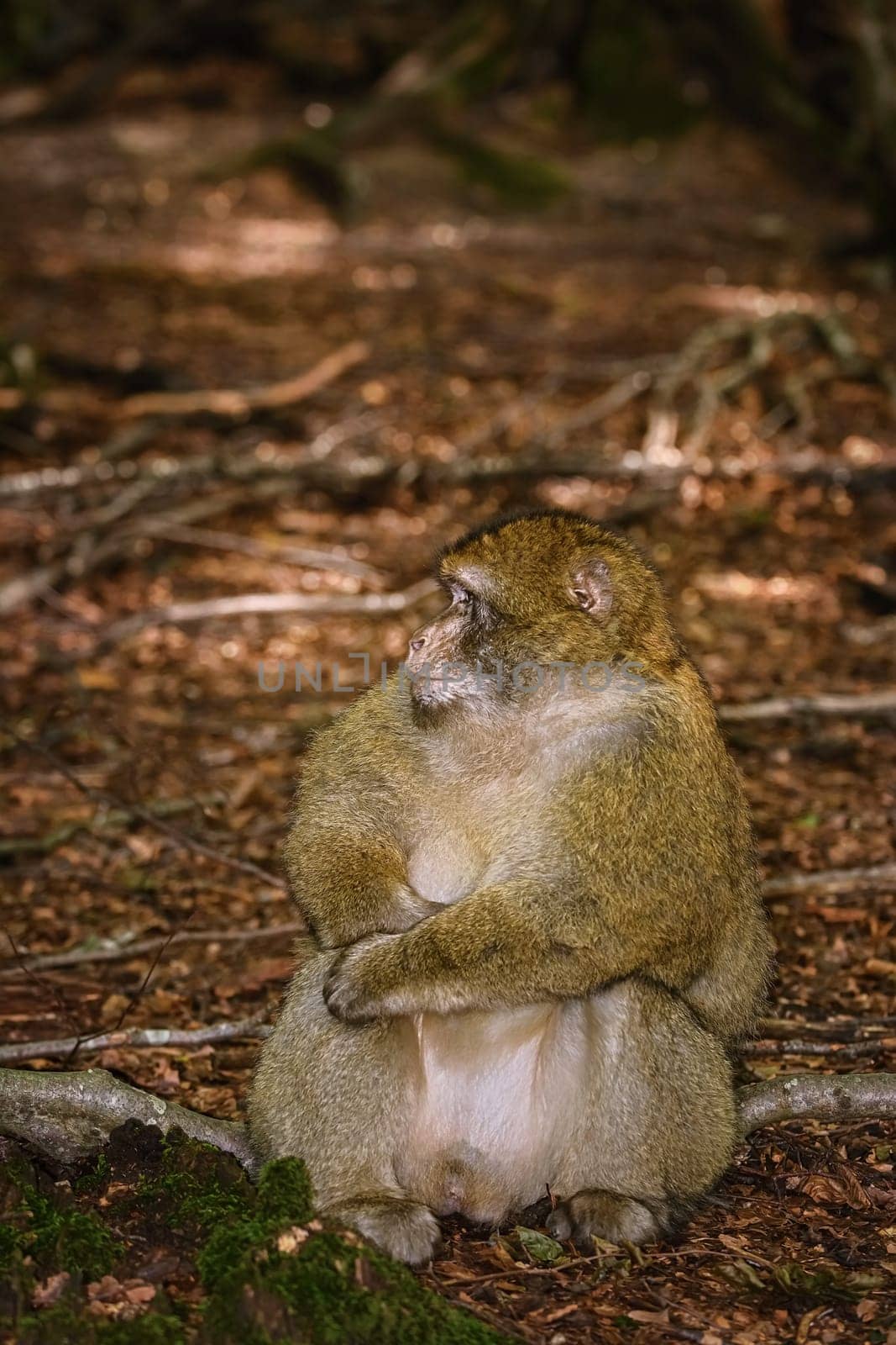 Barbary Macaque (Macaca Sylvanus) Sitting on the Ground