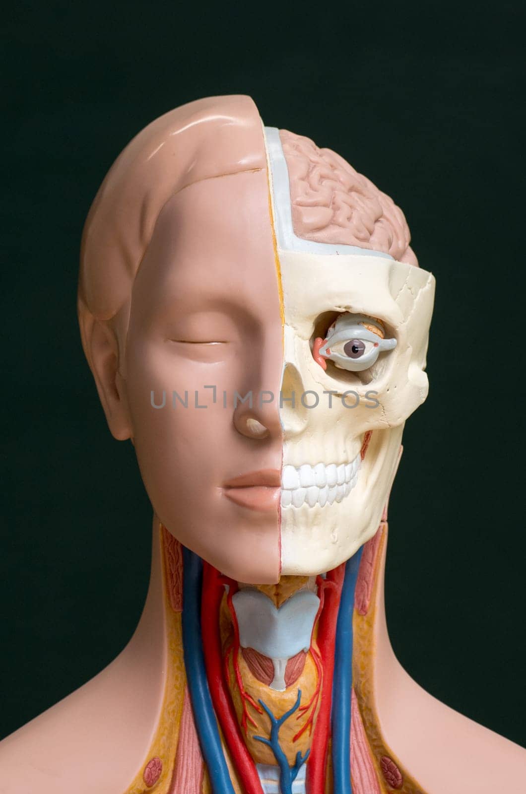 Human head anatomy model isolated on the dark background