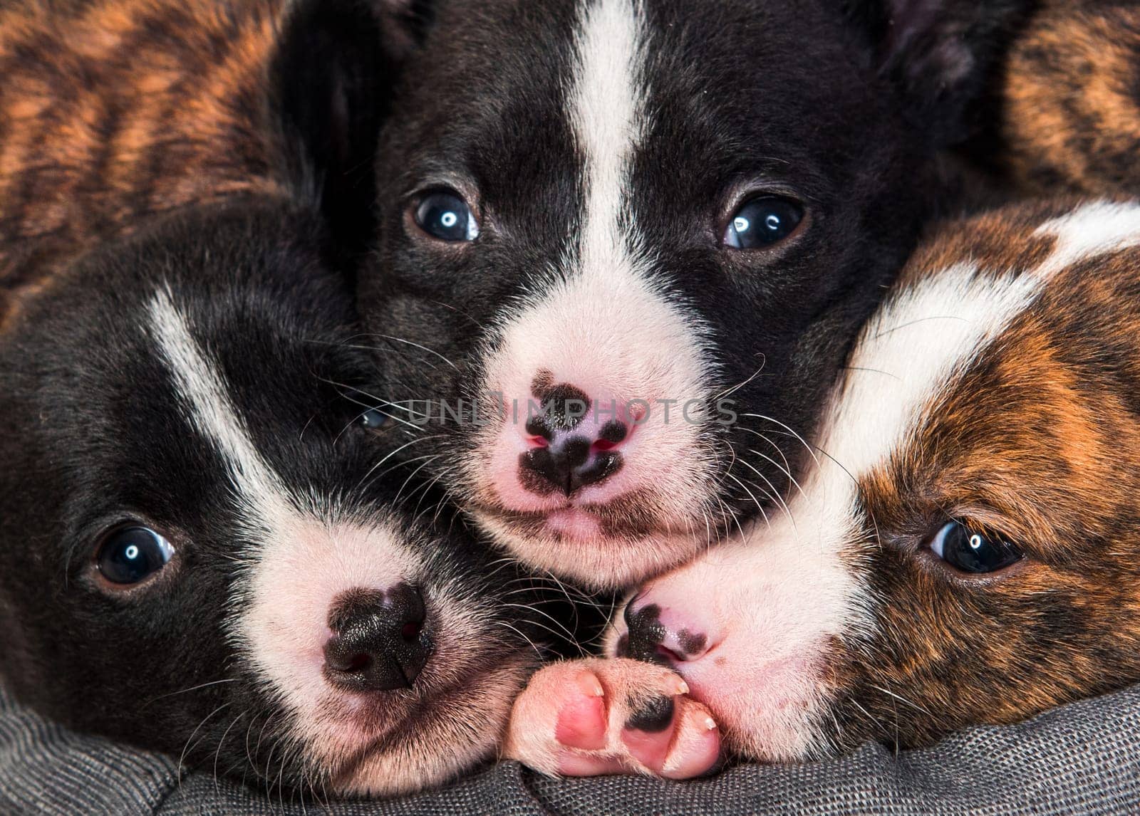 Funny three basenji dog puppies nose to nose. Animals background for wallpapers, calendars and cards design