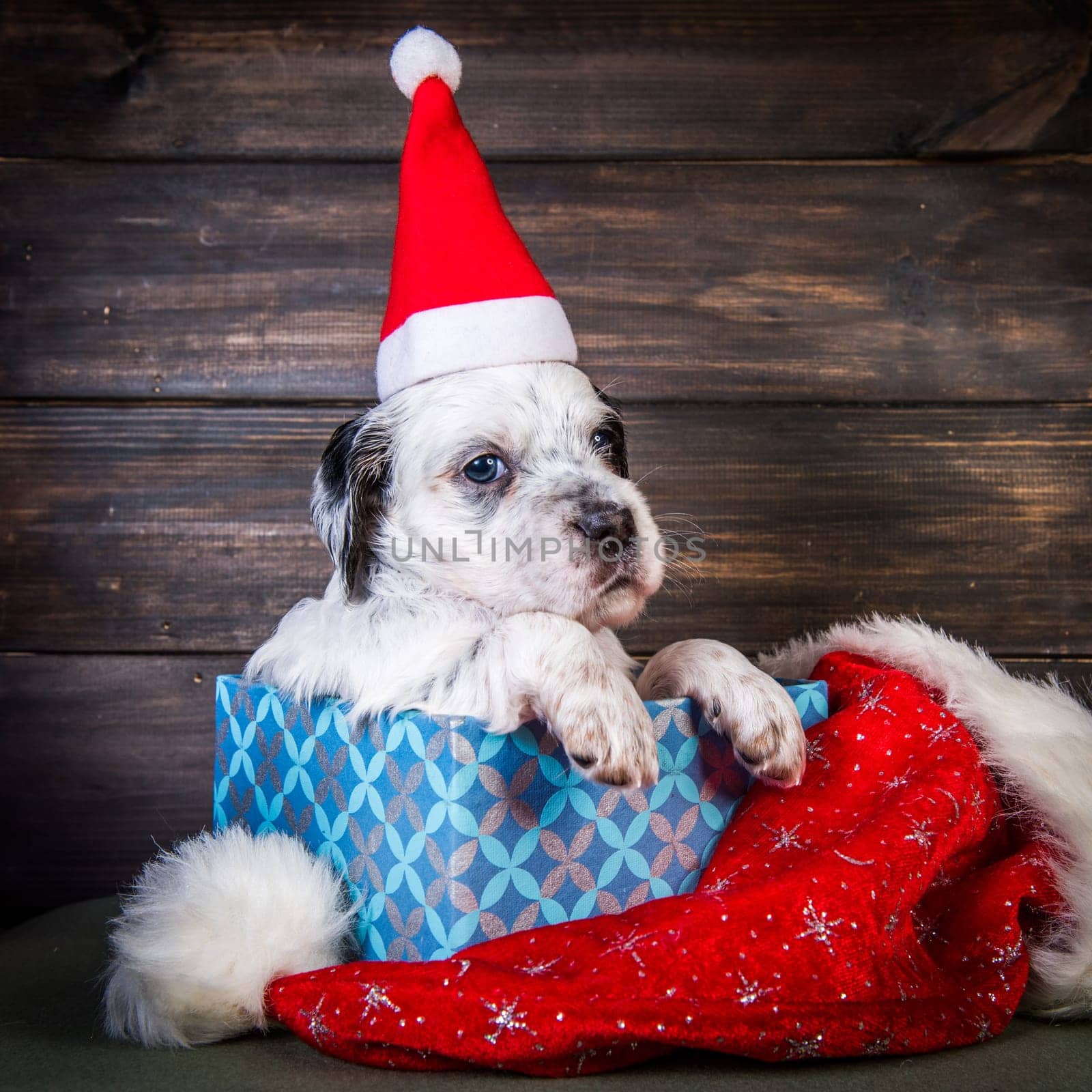 English setter puppy dog with santa claus hat in gift box. Christmas or New Year background