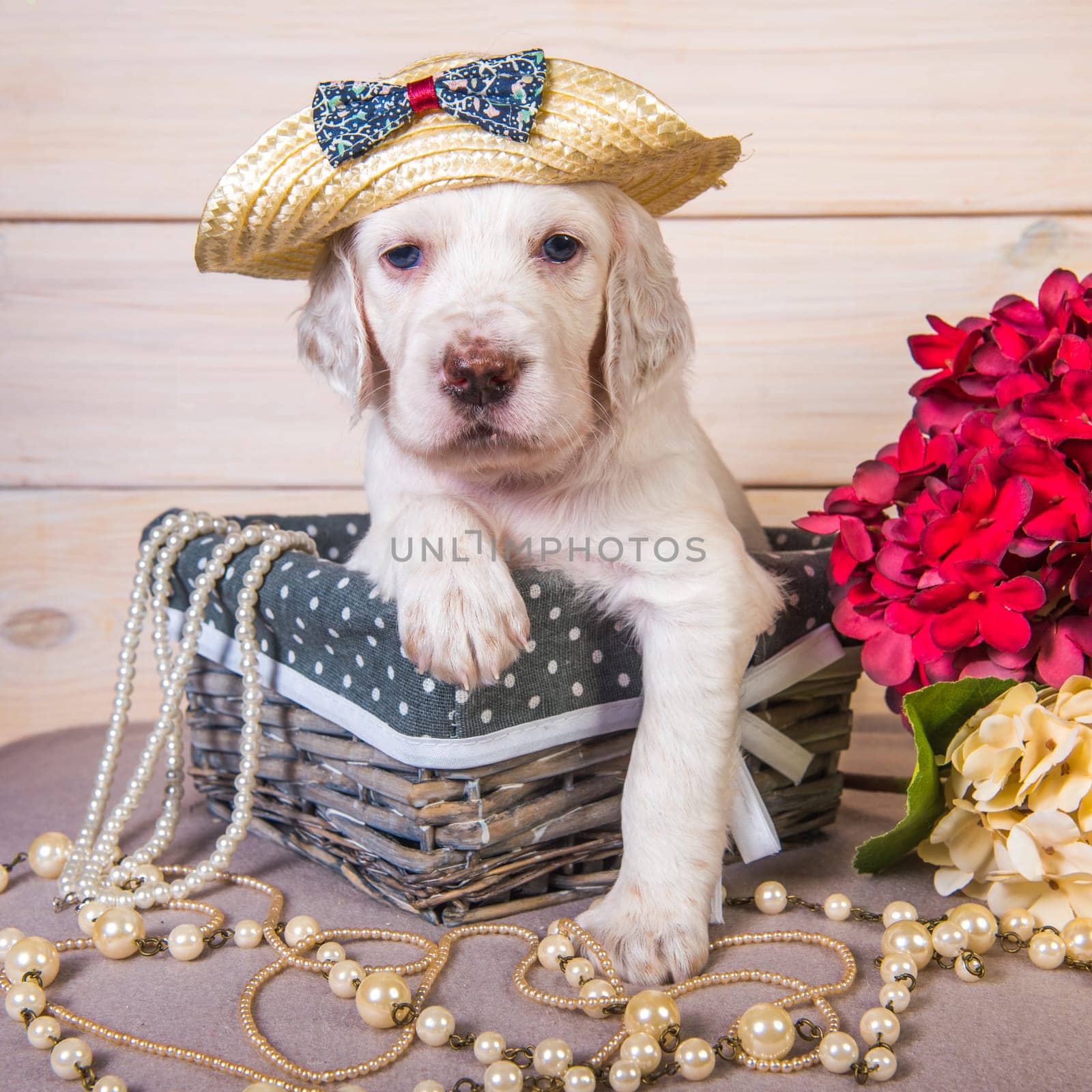 White with orange flecks English setter puppy dog in a straw hat in a wood basket with flowers and beads. Glamorous card