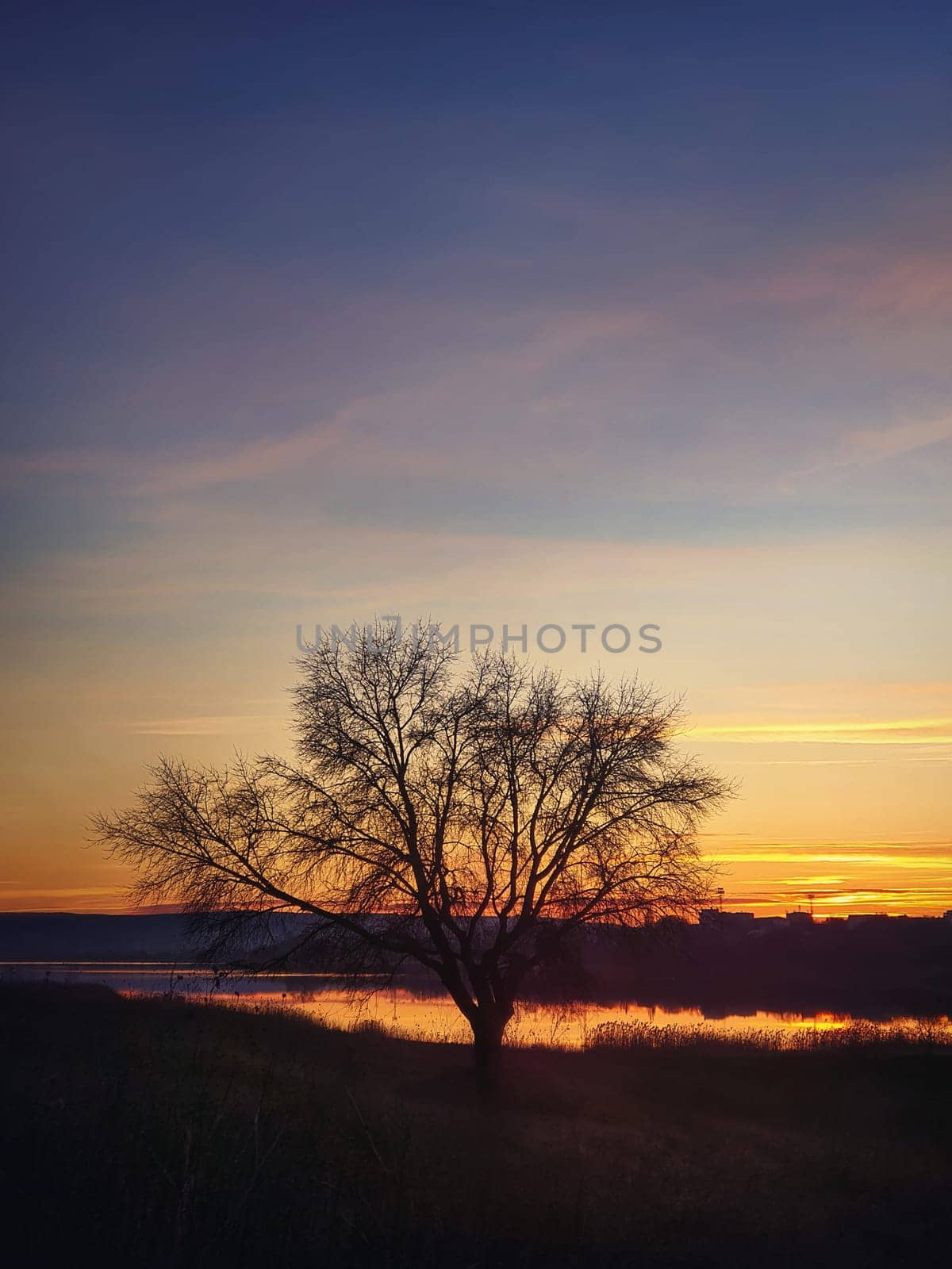 Bare tree silhouette against autumn sunset sky background. Idyllic steppe nature landscape, vertical shot. Late fall rural scene near lake, seasonal peaceful mood.