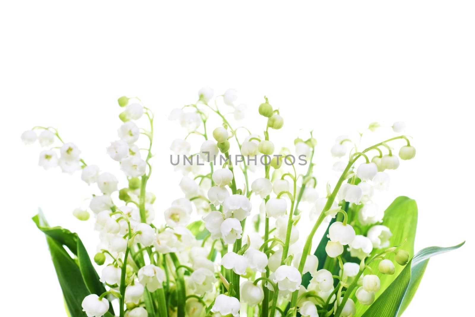White flowers lilies of the valley isolated on white background