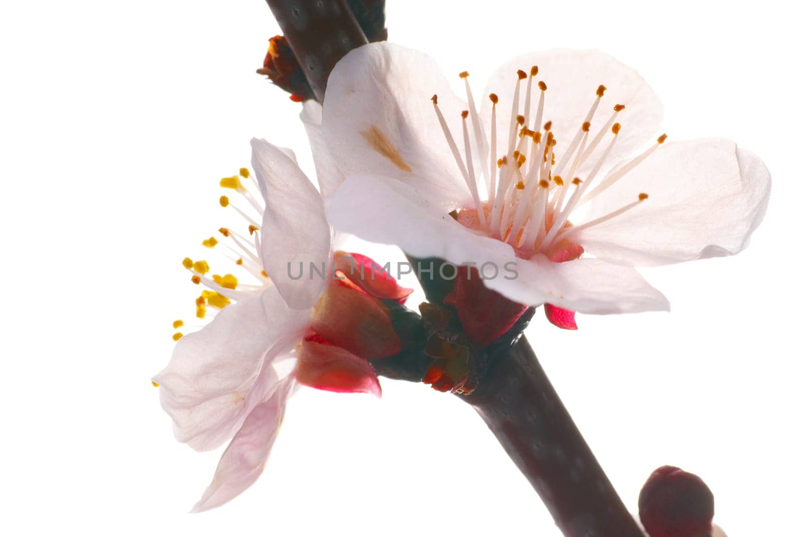 Almond white flowers isolated on white background