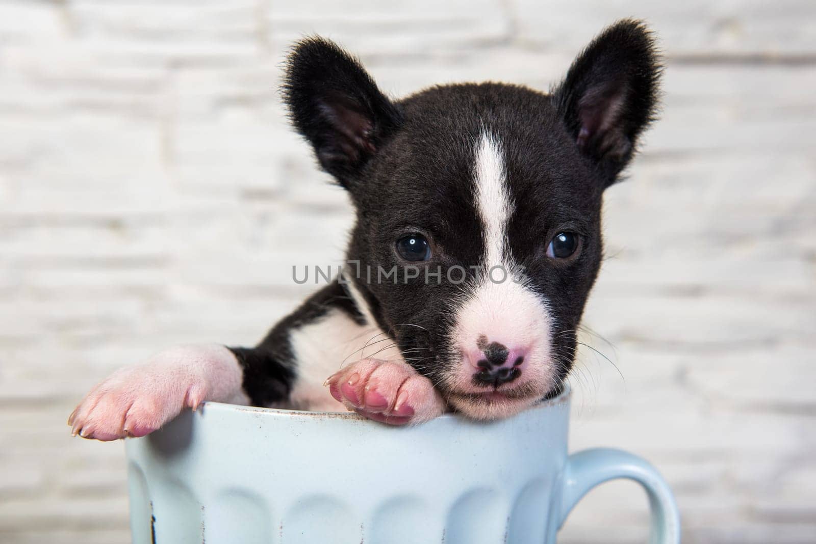 Cute funny black basenji puppy dog is sitting in a big blue cup. Winter Christmas or New Year card background with dog in mug