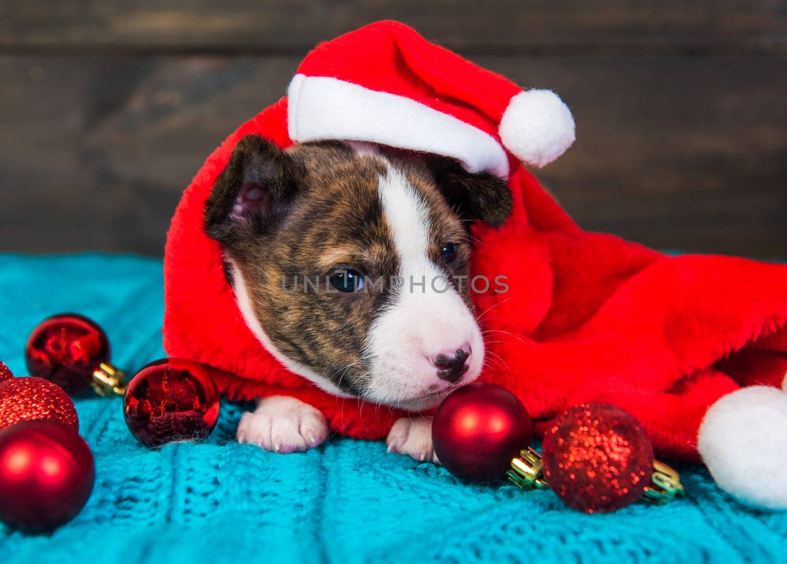 Funny Basenji puppy dog in santa hat is sitting with red christmas balls. Winter Christmas or New Year card background