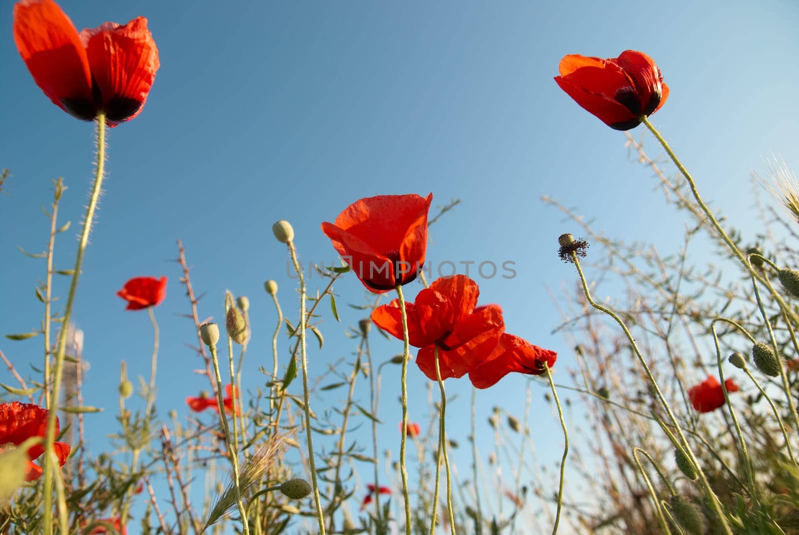Beautiful red poppies on the blue sky background