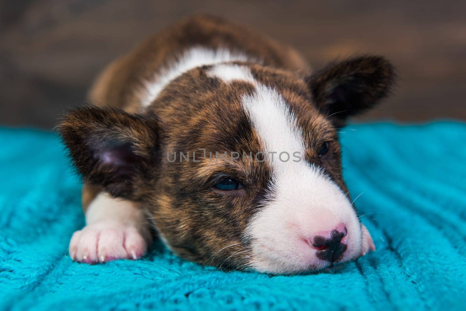 Cute funny brindle basenji puppy dog is sleeping or got sick on a knitted blue sweater. Winter Christmas or New Year card background