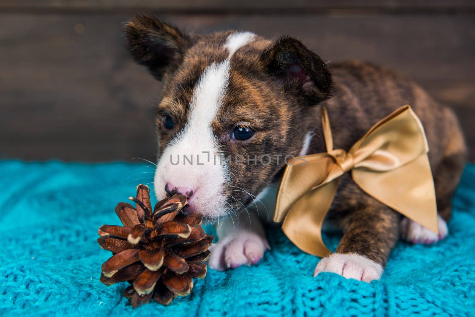 Cute funny brindle basenji puppy dog is sitting with big golden bow and fir cone. Winter Christmas or New Year card background