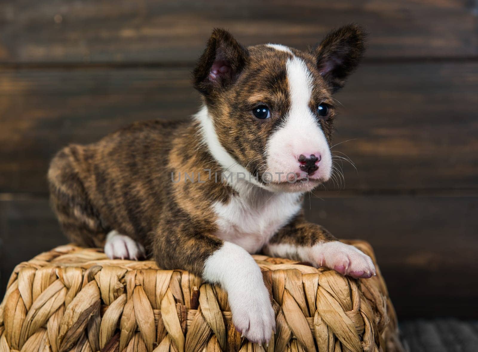 Cute funny brindle basenji puppy dog is sitting in a wooden basket with a knitted mitt. Winter Christmas or New Year card background