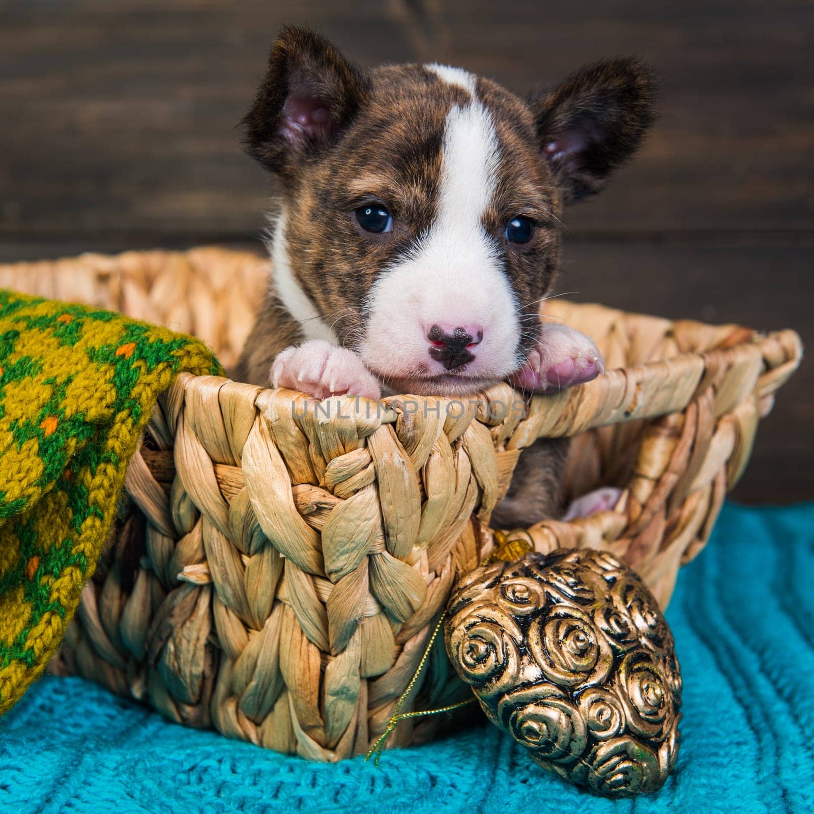 Cute funny brindle basenji puppy dog is sitting in a wooden basket with a Christmas toy in heart shape and a knitted mitt. Winter Christmas or New Year card background
