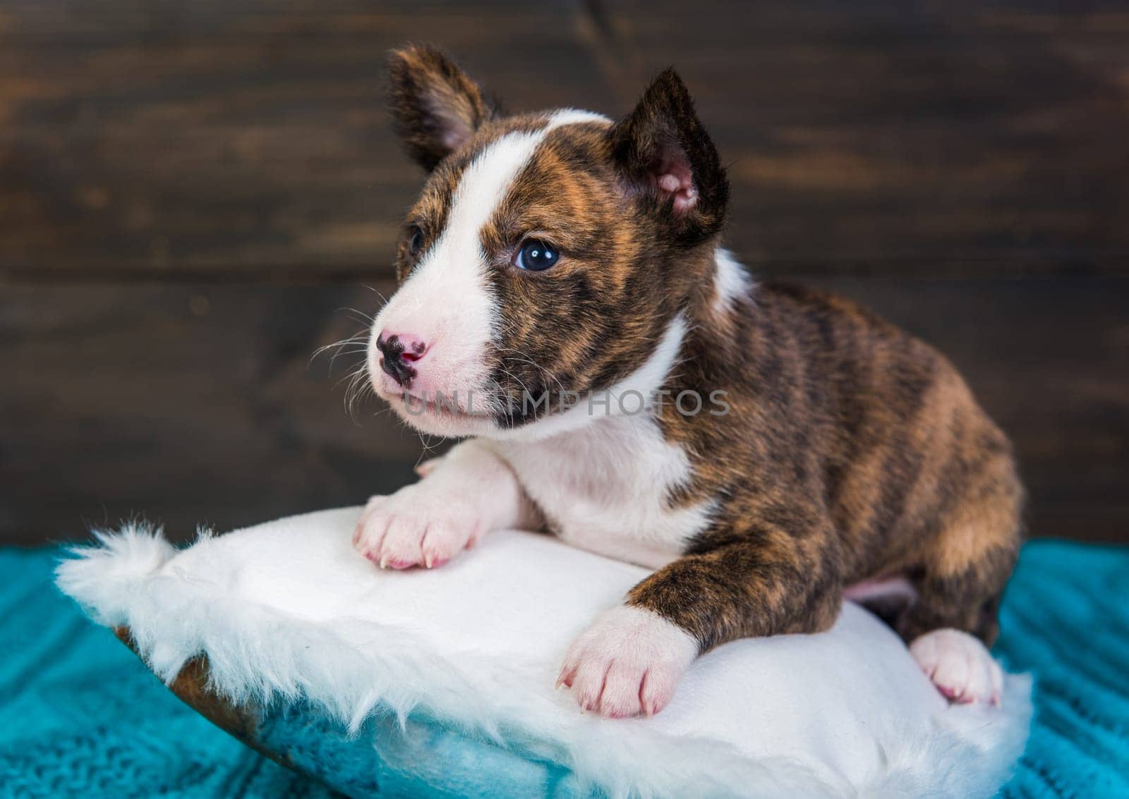 Cute funny brindle basenji puppy dog is sitting on a white fluffy pillow. Winter Christmas or New Year card background