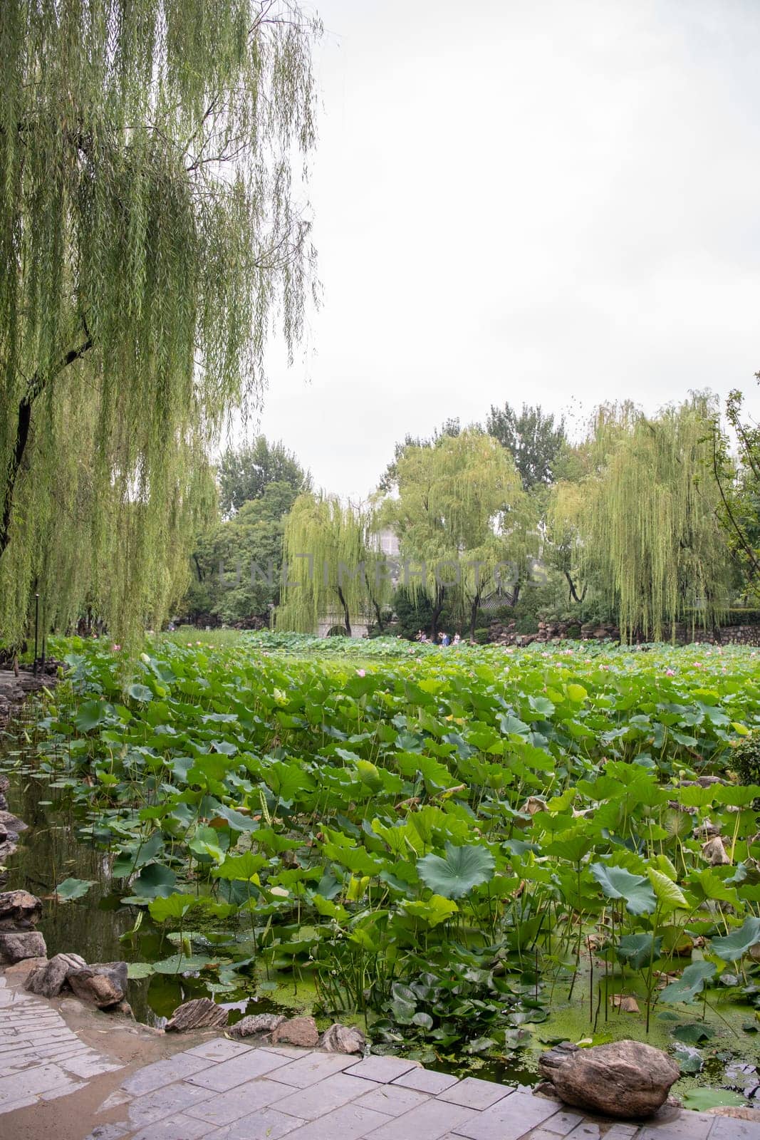 Xian, China -  August 2019 : Lotus flowers growing in a pond in Lotus Lianhu Park