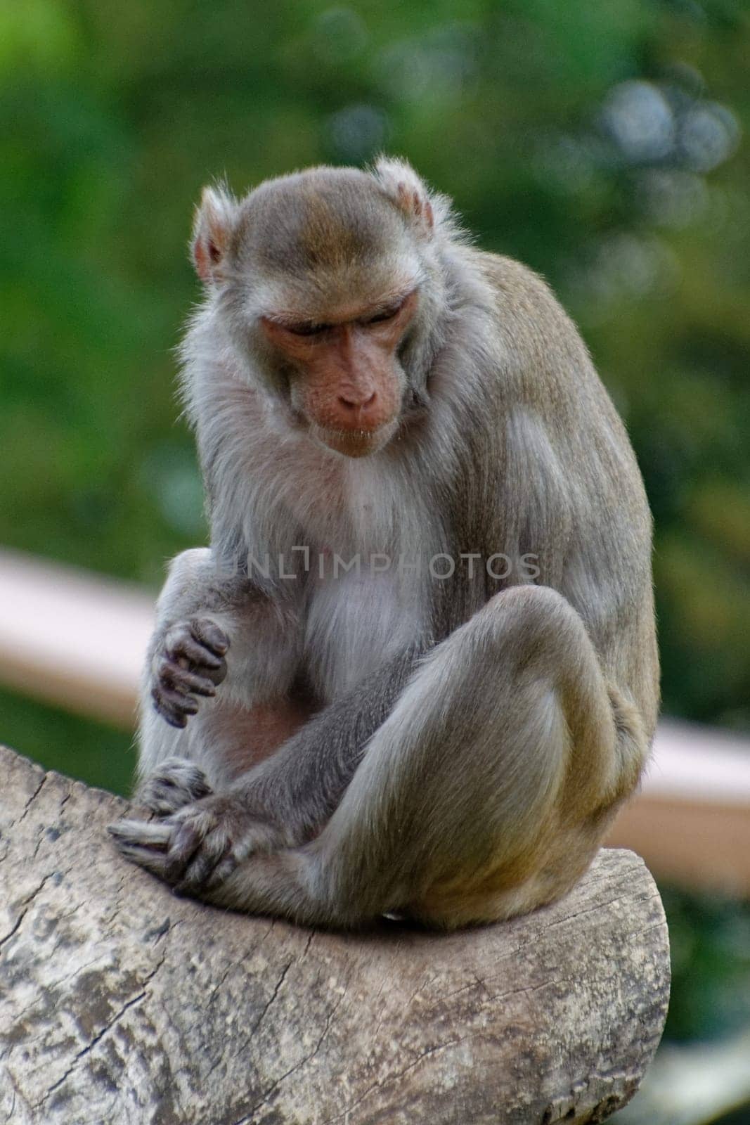 Rhesus monkey