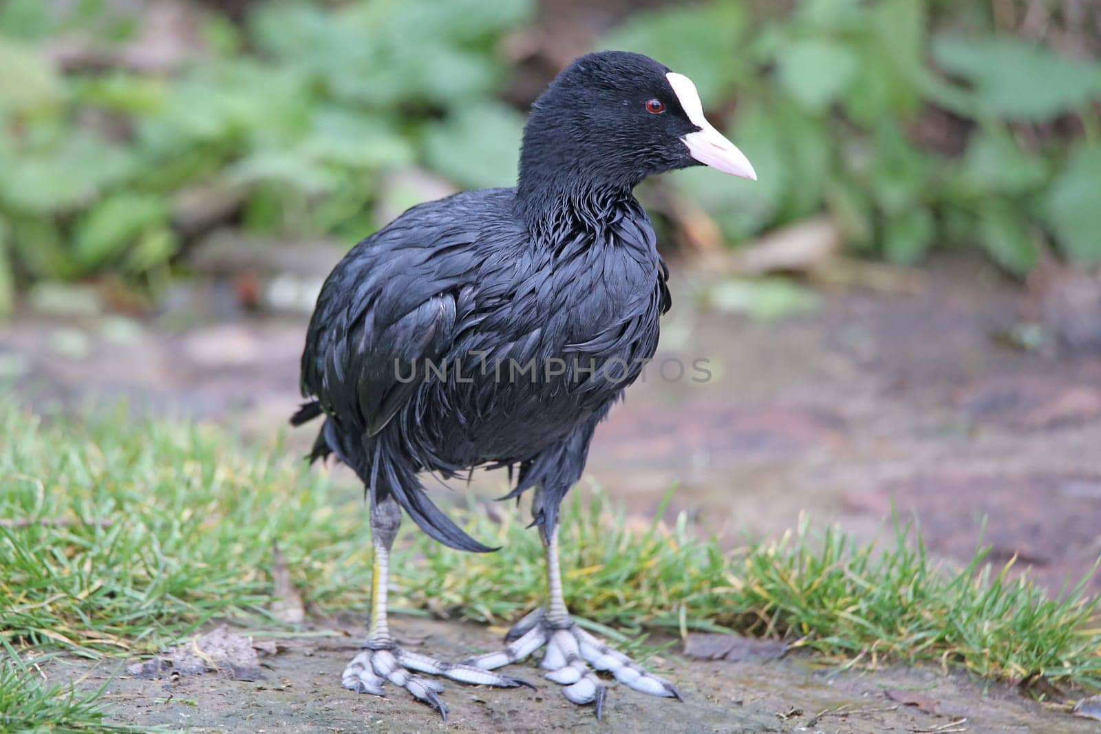 Coot Fulica atra on the Neckar in Heidelberg