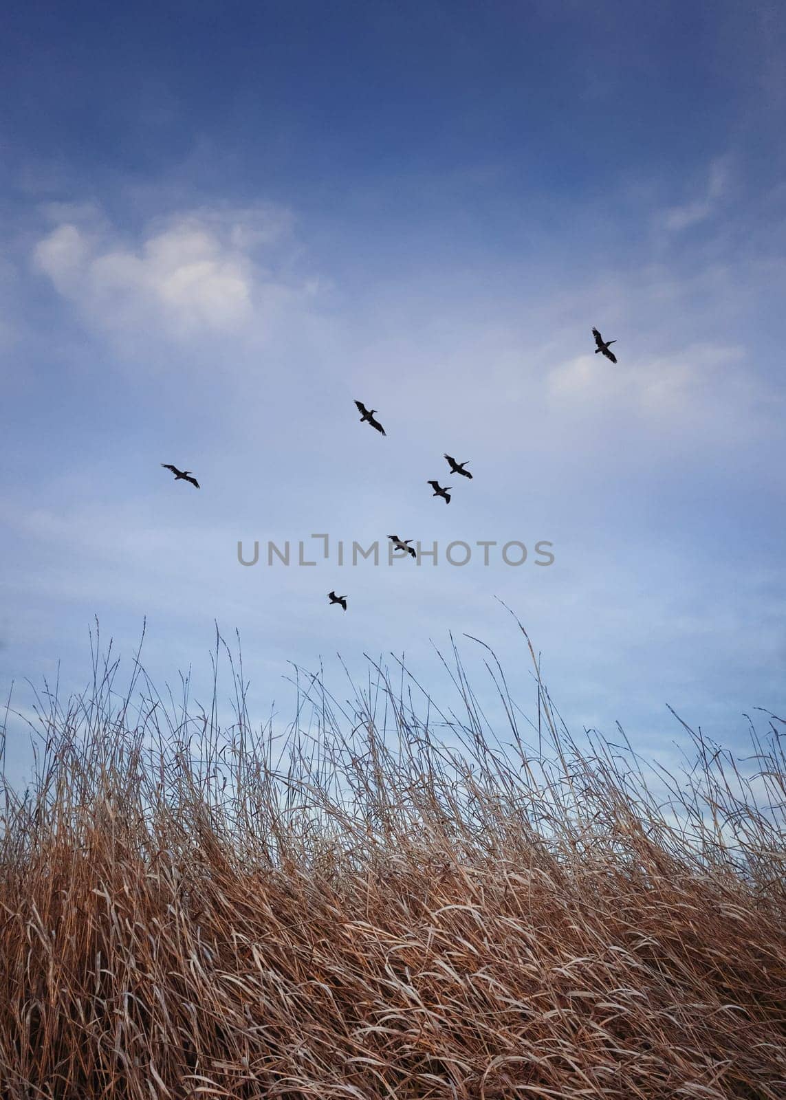 Flock of migratory birds flying over over a meadow with dry grass. Late autumnal scene, vertical shot in the nature with a blue sky background.
