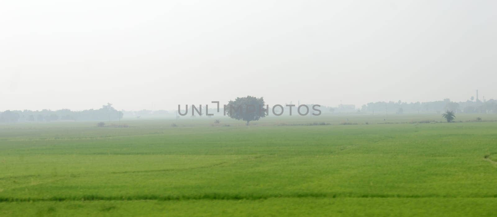 A alone solitary tree on a green meadow in rural countryside summer backdrop. Solitude and loneliness. Environmental Conservation background. Plant Trees save planet earth life environment Concept.