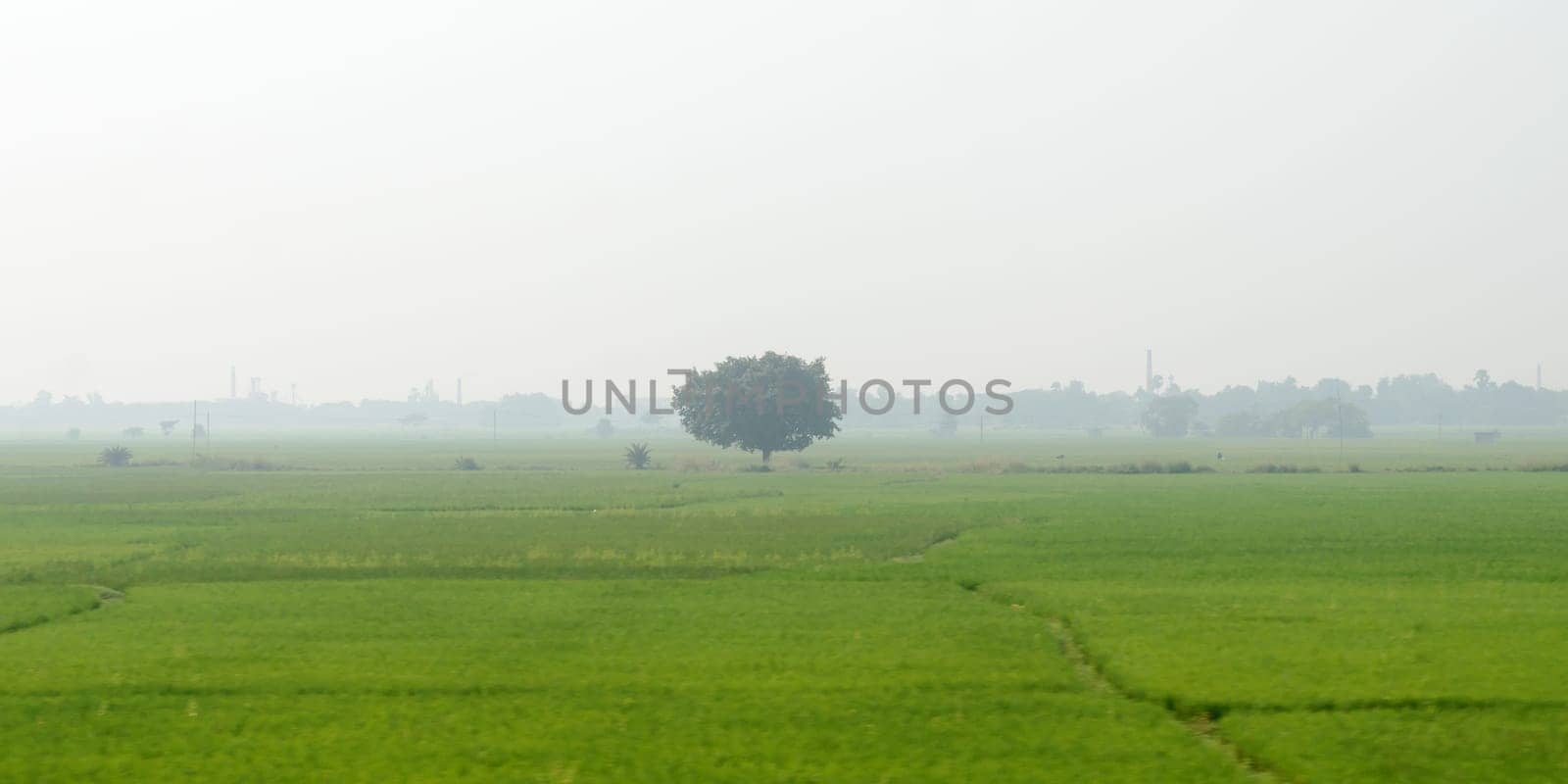 A alone solitary tree on a green meadow in rural countryside summer backdrop. Solitude and loneliness. Environmental Conservation background. Plant Trees save planet earth life environment Concept.