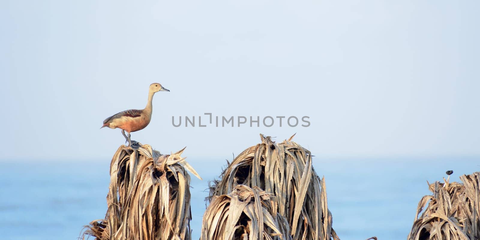 Lesser Indian whistling duck (Dendrocygna javanica), a tree nesting wetland water bird with brown long neck and dark gray bill legs sitting on dry leaves lagoons. Gudavi Bird Sanctuary Karnataka