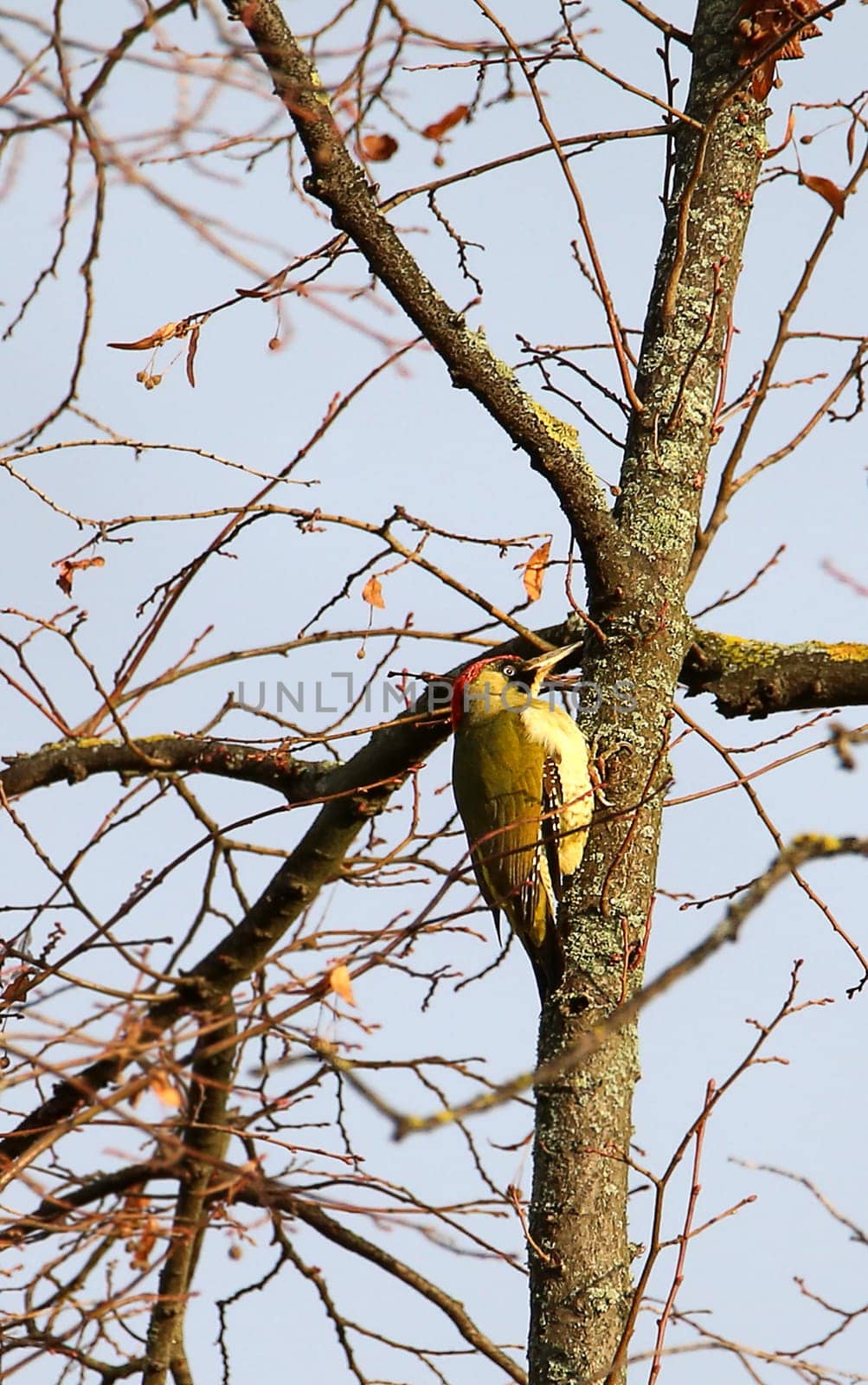 Green woodpecker Picus viridis in the branches