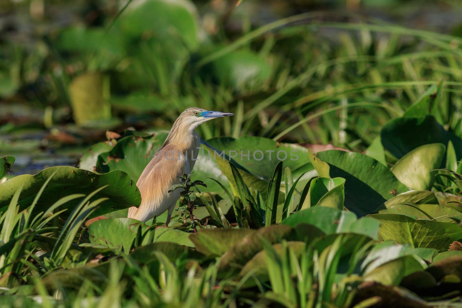 squacco heron (ardeola ralloides) in Danube Delta, Romania