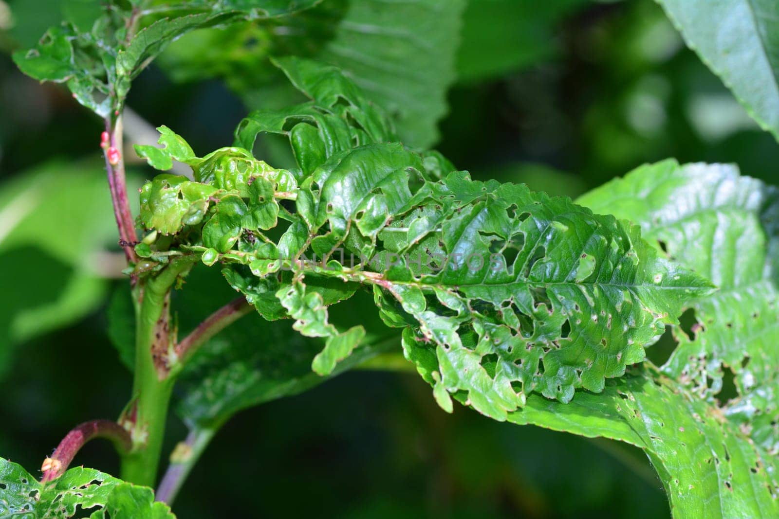 Damage from insects on green leaves of a cherry tree