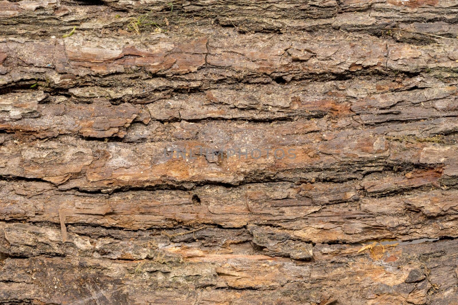 Close up of dark oak tree bark with deep cracks as background