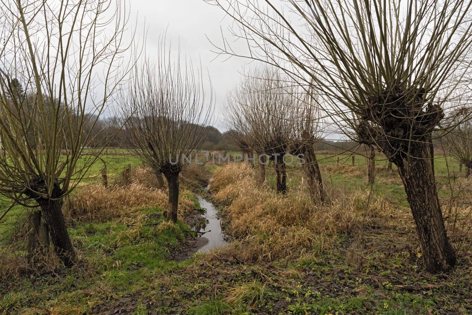 the volksdorfer pond meadows in winter hamburg germany