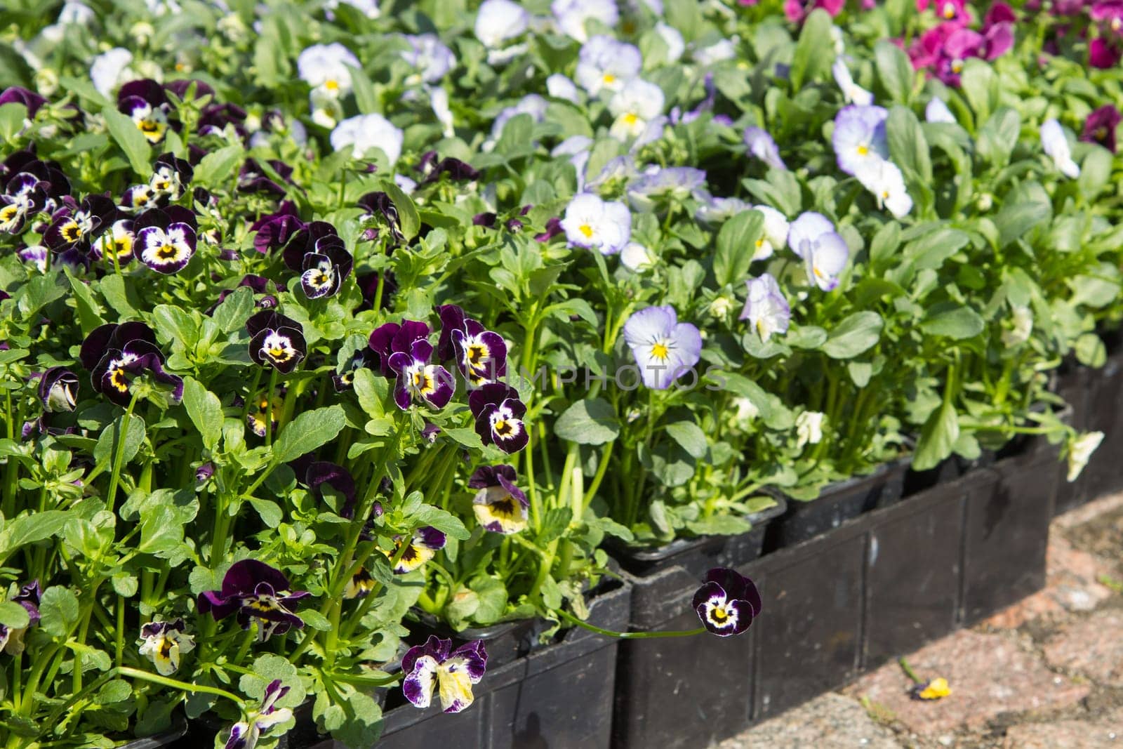 Selling seedlings of Pansy Viola flowers of various colors in boxes on the market