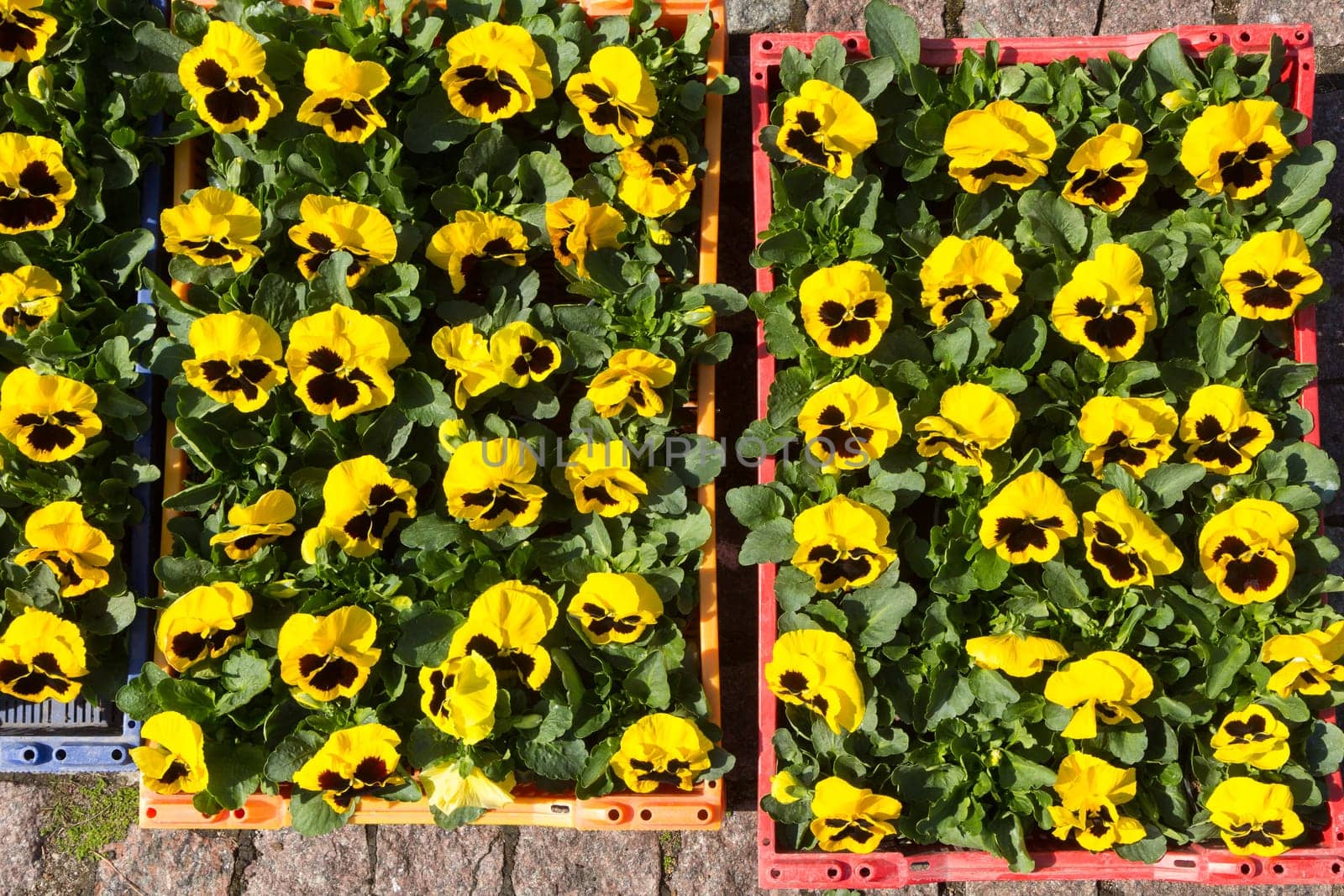 Selling seedlings of Pansy Viola flowers of various colors in boxes on the market