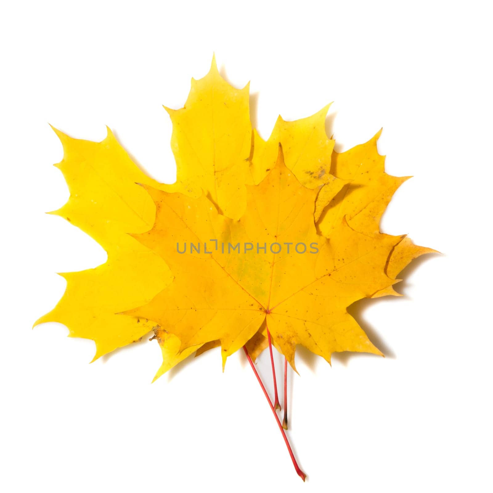 Yellow autumn leaves on a white background.