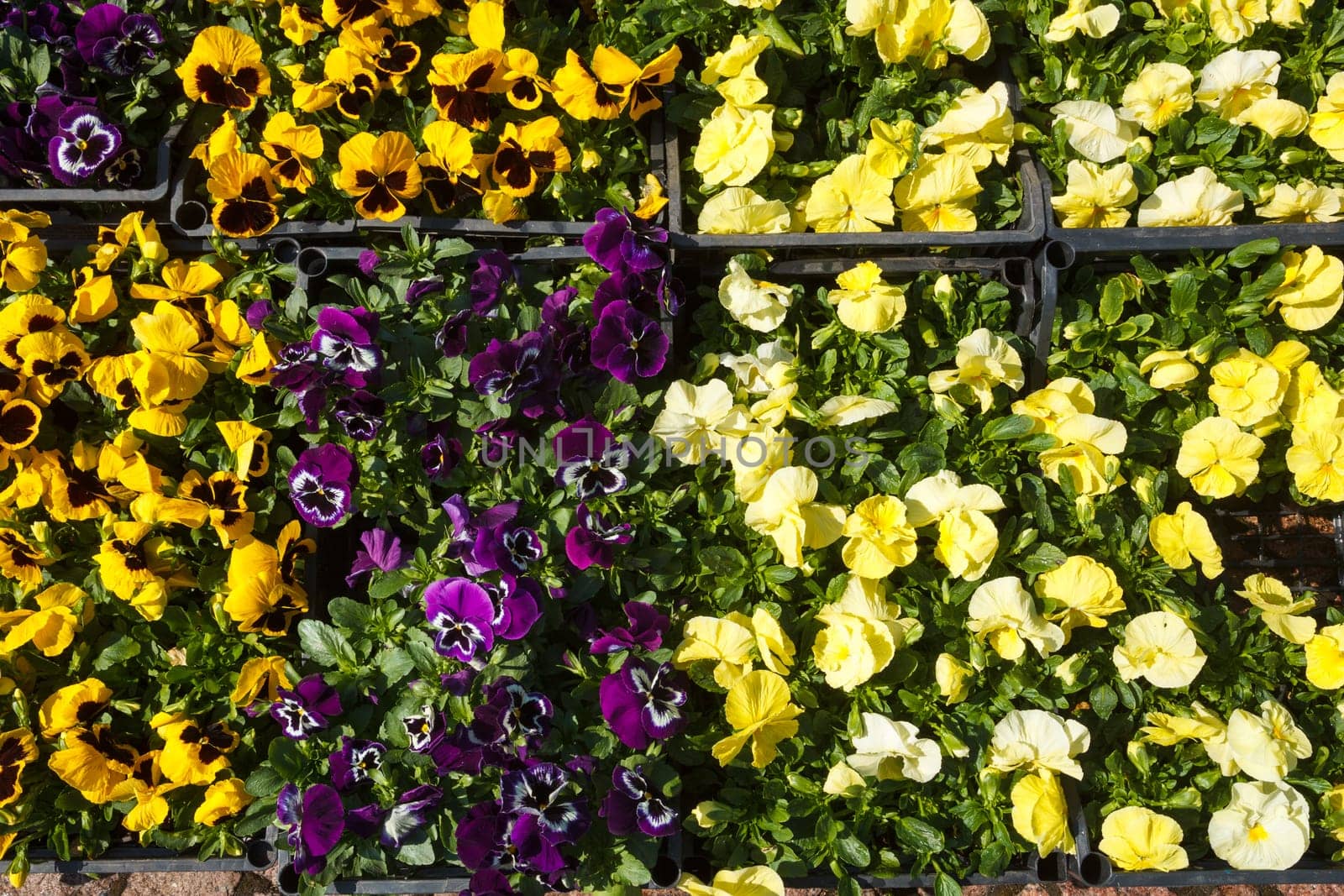 Selling seedlings of Pansy Viola flowers of various colors in boxes on the market