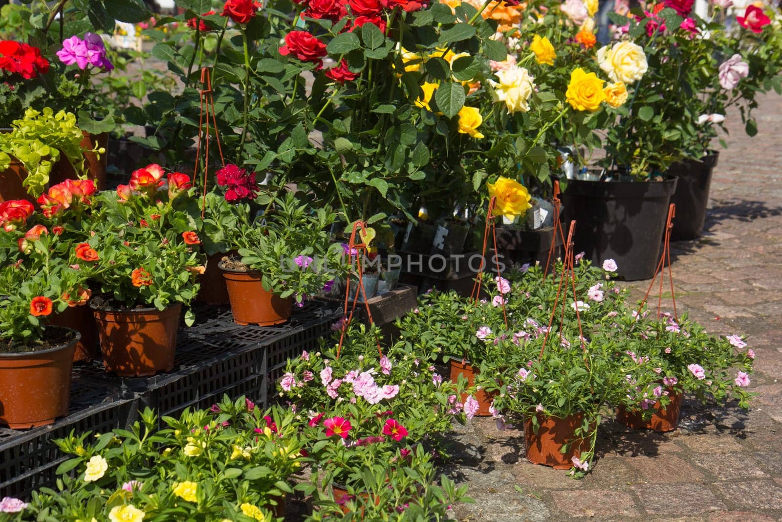 sale of flower pots with ornamental spring flowers on the outdoor farmers market