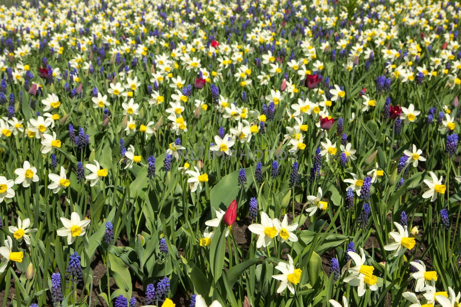 flowerbed in city park with different spring flowers