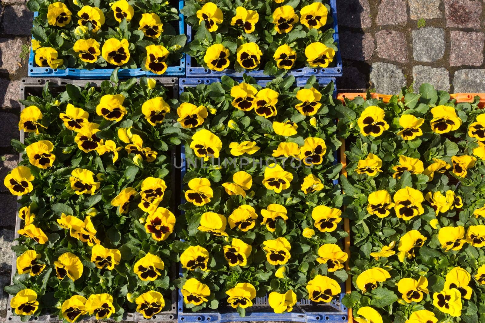 Selling seedlings of Pansy Viola flowers of various colors in boxes on the market