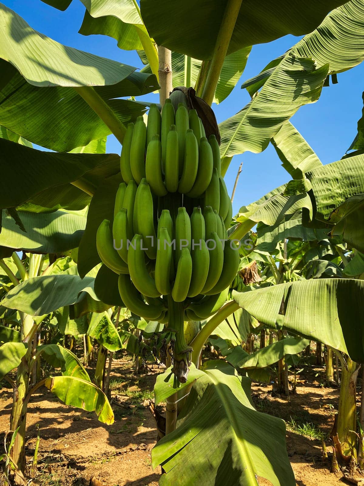 Banana Tree Plantation, agriculture with fresh big banana trunk