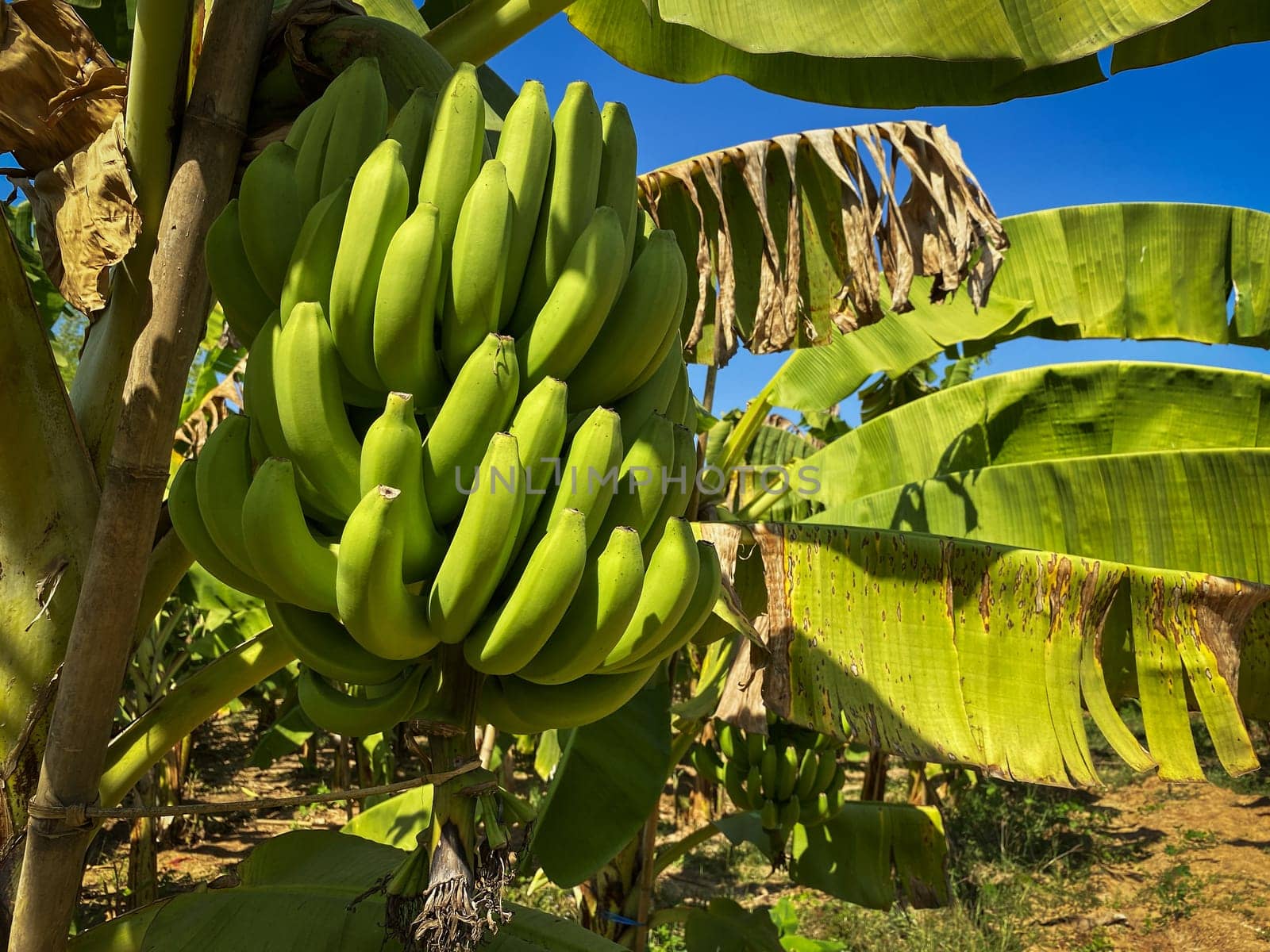 Banana Tree Plantation, agriculture with fresh big banana trunk