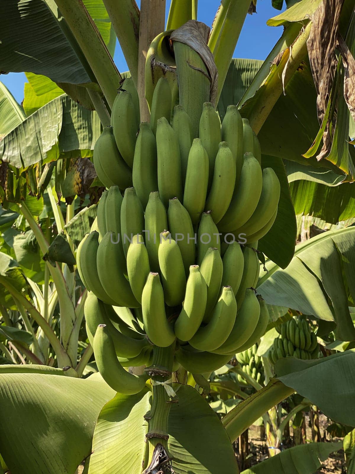 Banana Tree Plantation, agriculture with fresh big banana trunk