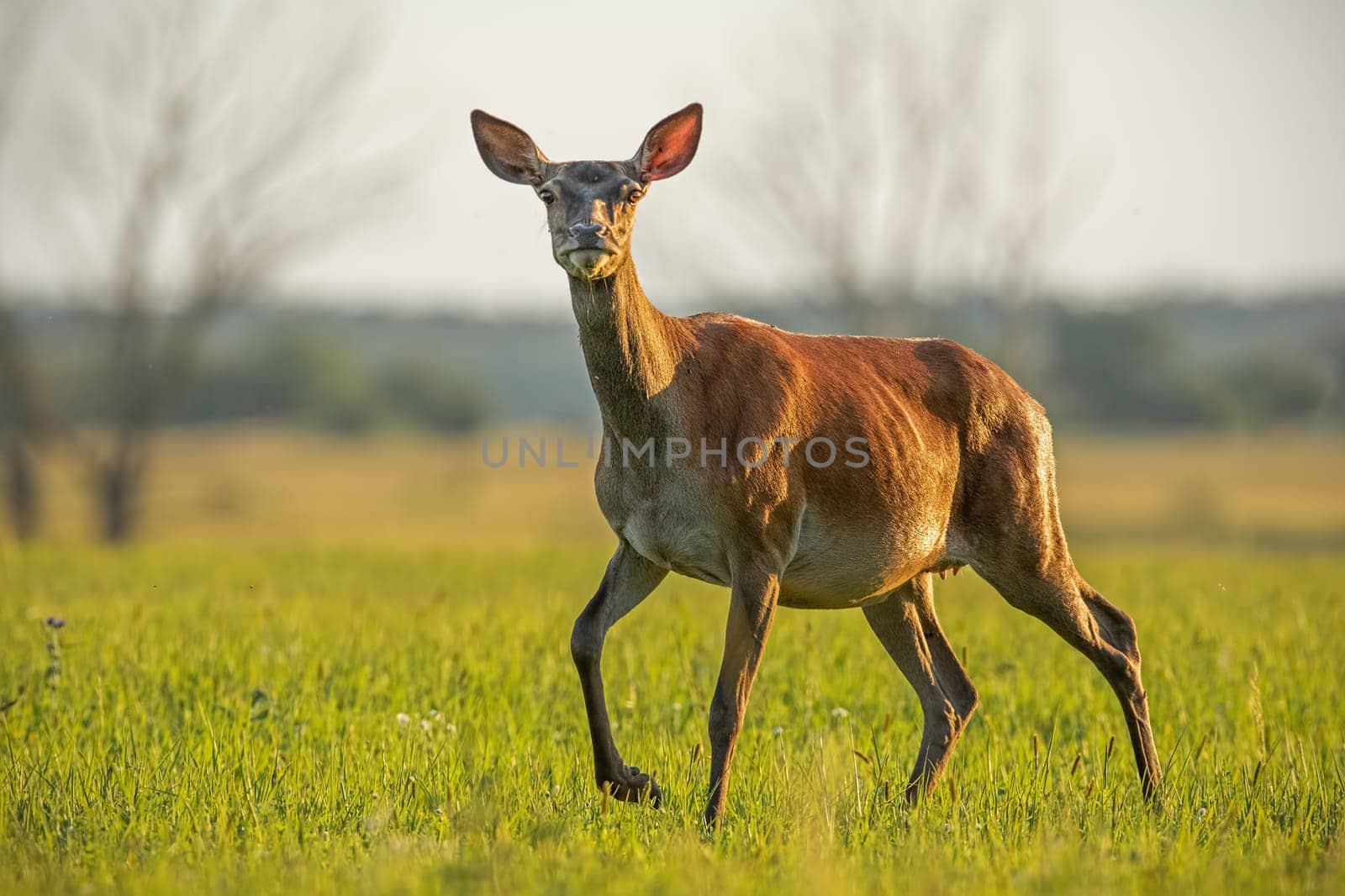 Red deer, cervus elaphus, hind in summer at sunset. Coloroful scenery with wild animals from nature. Curious female deer walking on a meadow.
