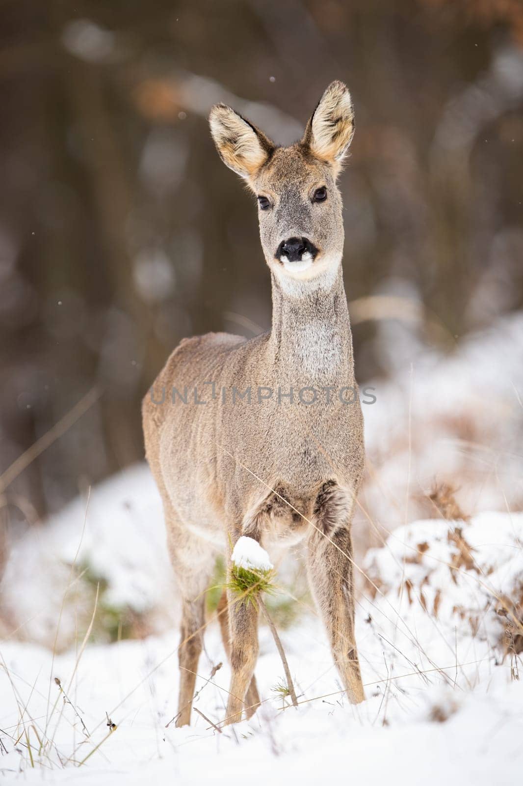 Attentive roe deer, capreolus capreolus, doe standing on a clearing in woodland on snow during winter. Vertical front view of female animal with brown fur facing camera.