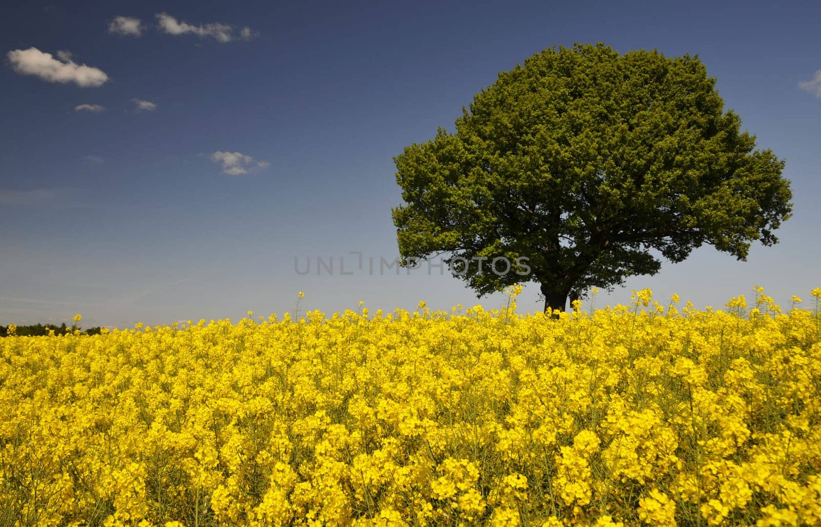 Peace oak