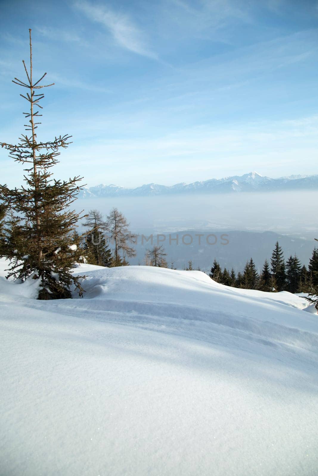 Winter landscape in the snowy wood