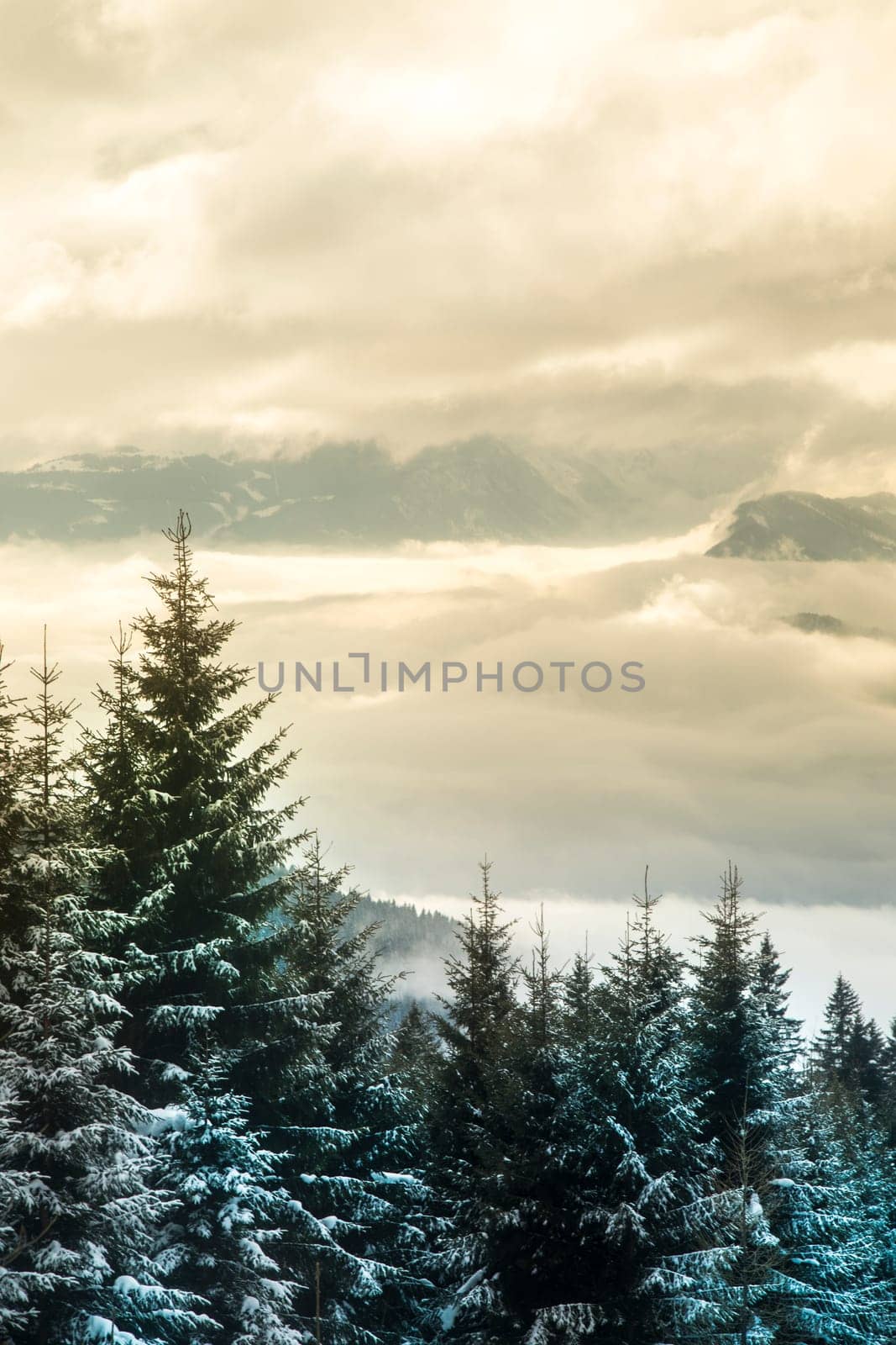 Mountains, trees covered with white snow